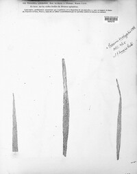 Puccinia linearis image